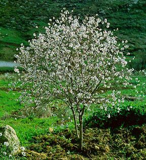 Almond.jpg (61270 bytes)